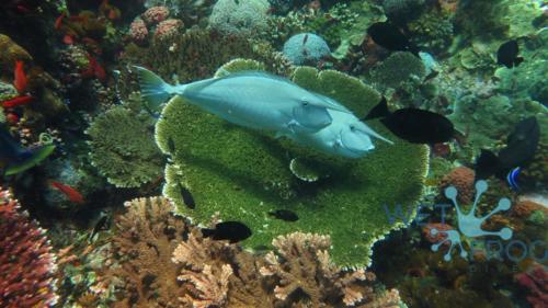 Tauchen in Komodo Nationalpark