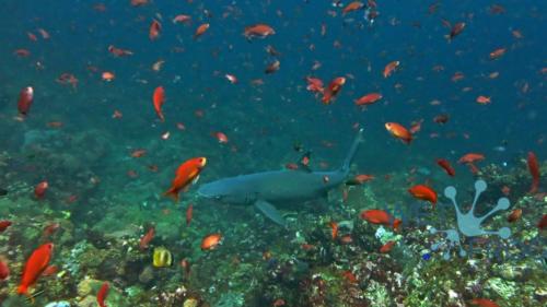 Tauchen in Komodo Nationalpark