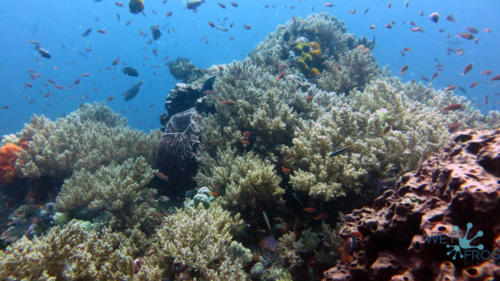 Tauchen in Komodo Nationalpark