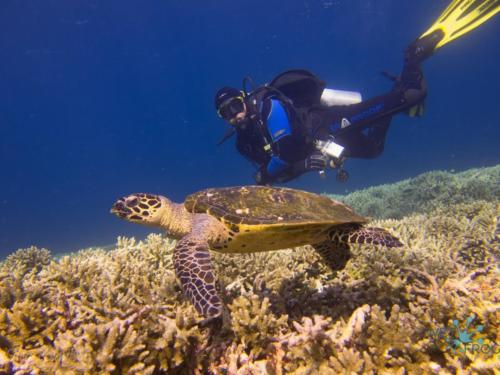 Tauchen in Komodo Nationalpark