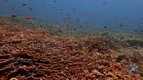 Tauchen in Komodo Nationalpark