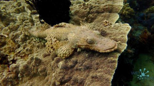 Tauchen in Komodo Nationalpark