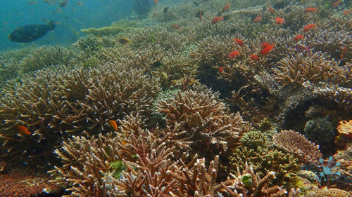 Tauchen in Komodo Nationalpark