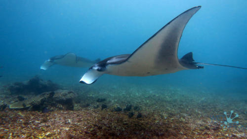 Tauchen in Komodo Nationalpark