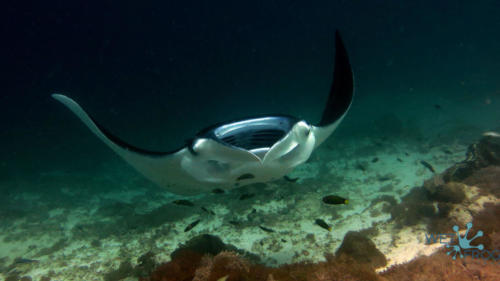 Tauchen in Komodo Nationalpark