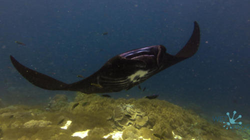 Tauchen in Komodo Nationalpark