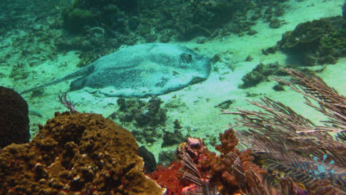 Tauchen in Komodo Nationalpark