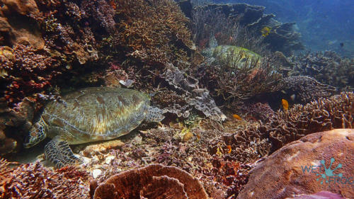 Tauchen in Komodo Nationalpark
