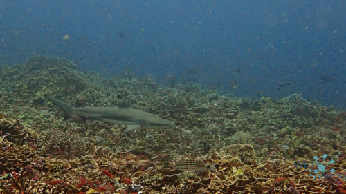 Tauchen in Komodo Nationalpark